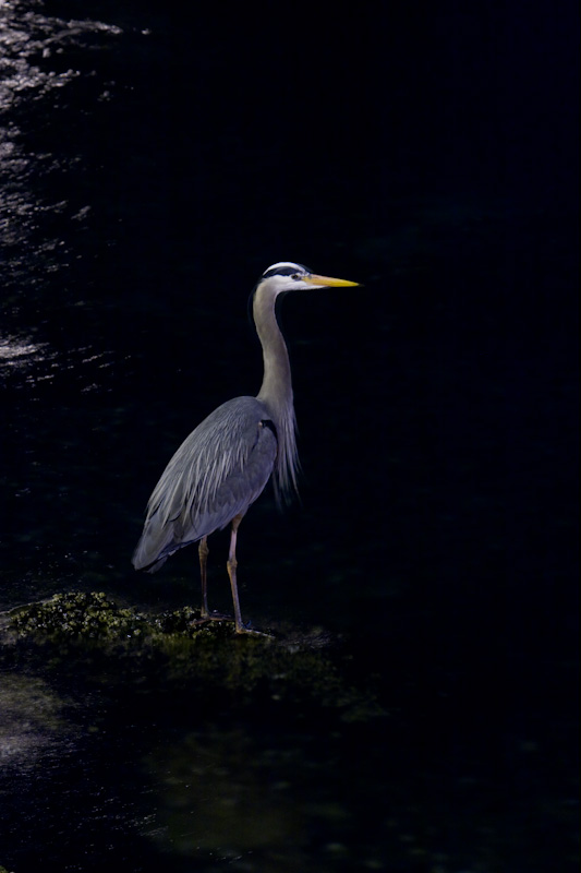 Great Blue Heron